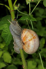 chiocciola in arrampicata (Helix pomatia)