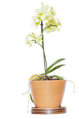 Żółta orchidea w ceramicznej doniczce