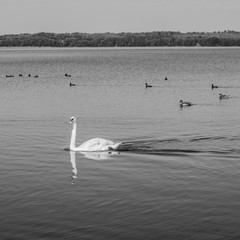 Łabędź na jeziorze © individualist93