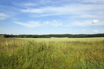 Fototapeta premium immature cereals field