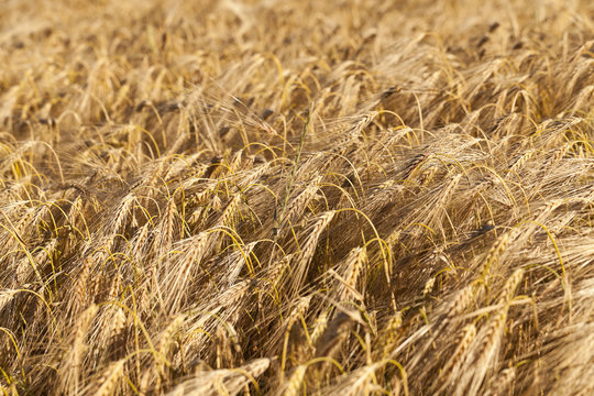 farm field cereals