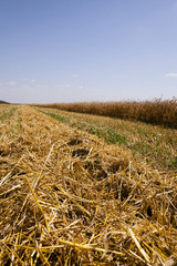 harvesting cereals , Agriculture