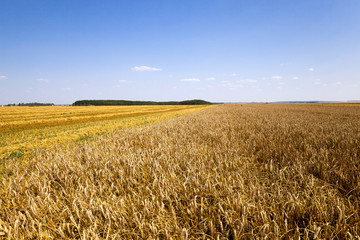 agricultural field, cereals