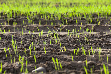 young grass plants, close-up