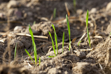young grass plants, close-up