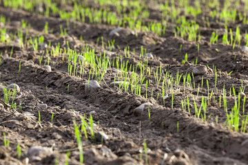 young grass plants, close-up
