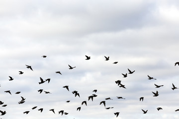 birds flying in the sky