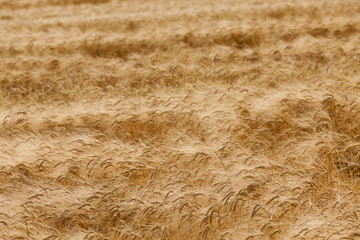 destroyed by the storm wheat