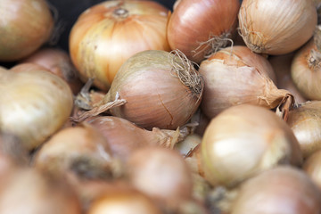 onion harvest photographed