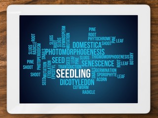 seedling