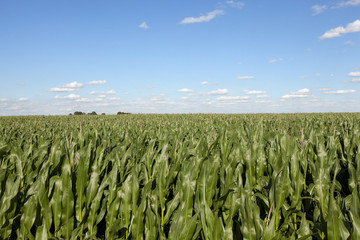 Field with corn