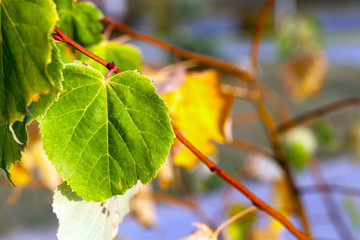 yellowing leaves on the trees