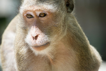 サルのポートレート