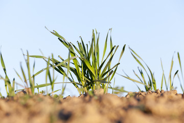 young grass plants, close-up