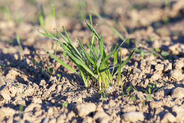 young grass plants, close-up