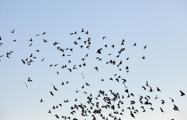 birds flying in the sky