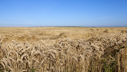 farm field cereals