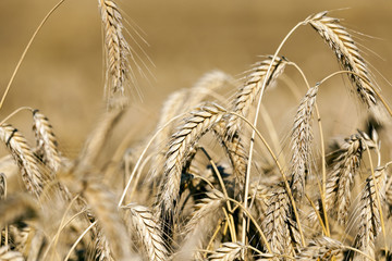 ripe yellow cereals