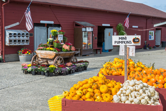 Fall Harvest  Farmers Market Display Pumpkins Gourds Mums Kale Potted Plants