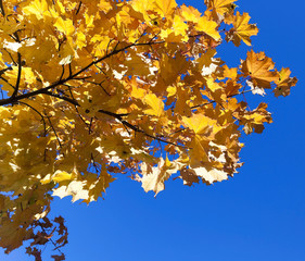 leaves on trees, autumn