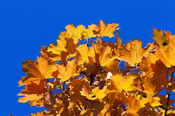 autumn in the park