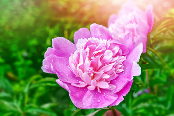 Obraz premium colorful flowers peonies on background summer landscape