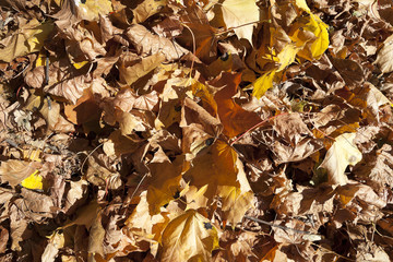 autumn in the park