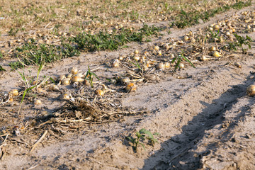 Harvesting onion field