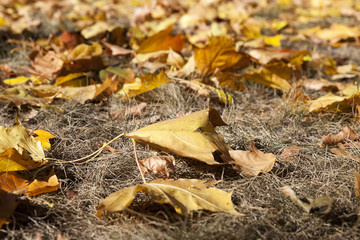yellowing leaves on the trees