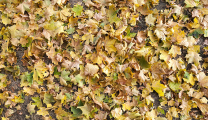 yellowed maple leaves