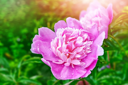 colorful flowers peonies on background summer landscape