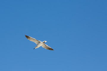 Seagull flying in blue sky.