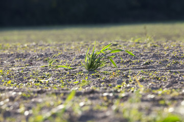 young grass plants, close-up