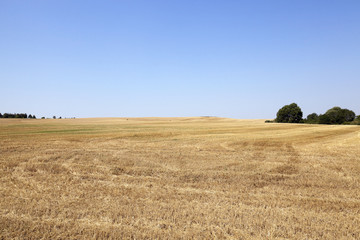 Fototapeta premium gathering the wheat crop