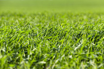 young grass plants, close-up