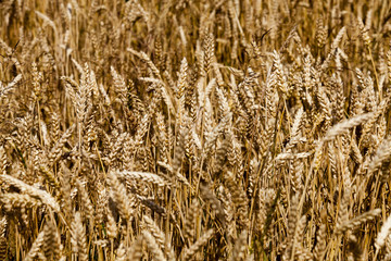 Fototapeta premium ripe ears of cereal