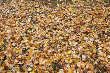 The fallen to the ground