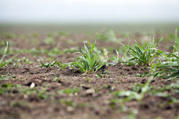 young grass plants, close-up