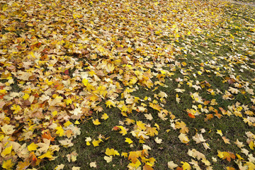 foliage on grass, autumn