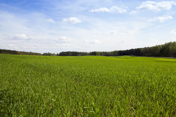 cereal field in spring