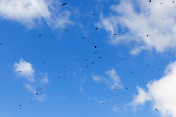 birds flying in the sky