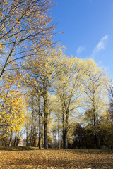 Fototapeta premium autumn foliage , the sky,