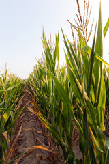 Obraz premium Green immature corn