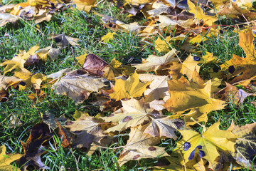 autumn foliage of the trees,
