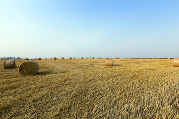 Fototapeta premium agricultural field wheat
