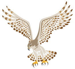 Obraz premium 鷹 飛ぶ 白バック