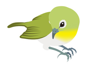 メジロ　白バック　下向き