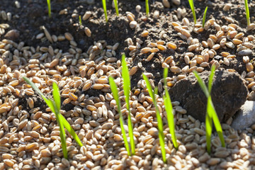field with young wheat