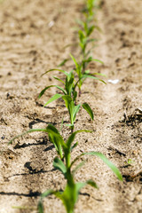 young corn plants , Close-up.