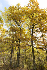 Fototapeta premium Nature in autumn season